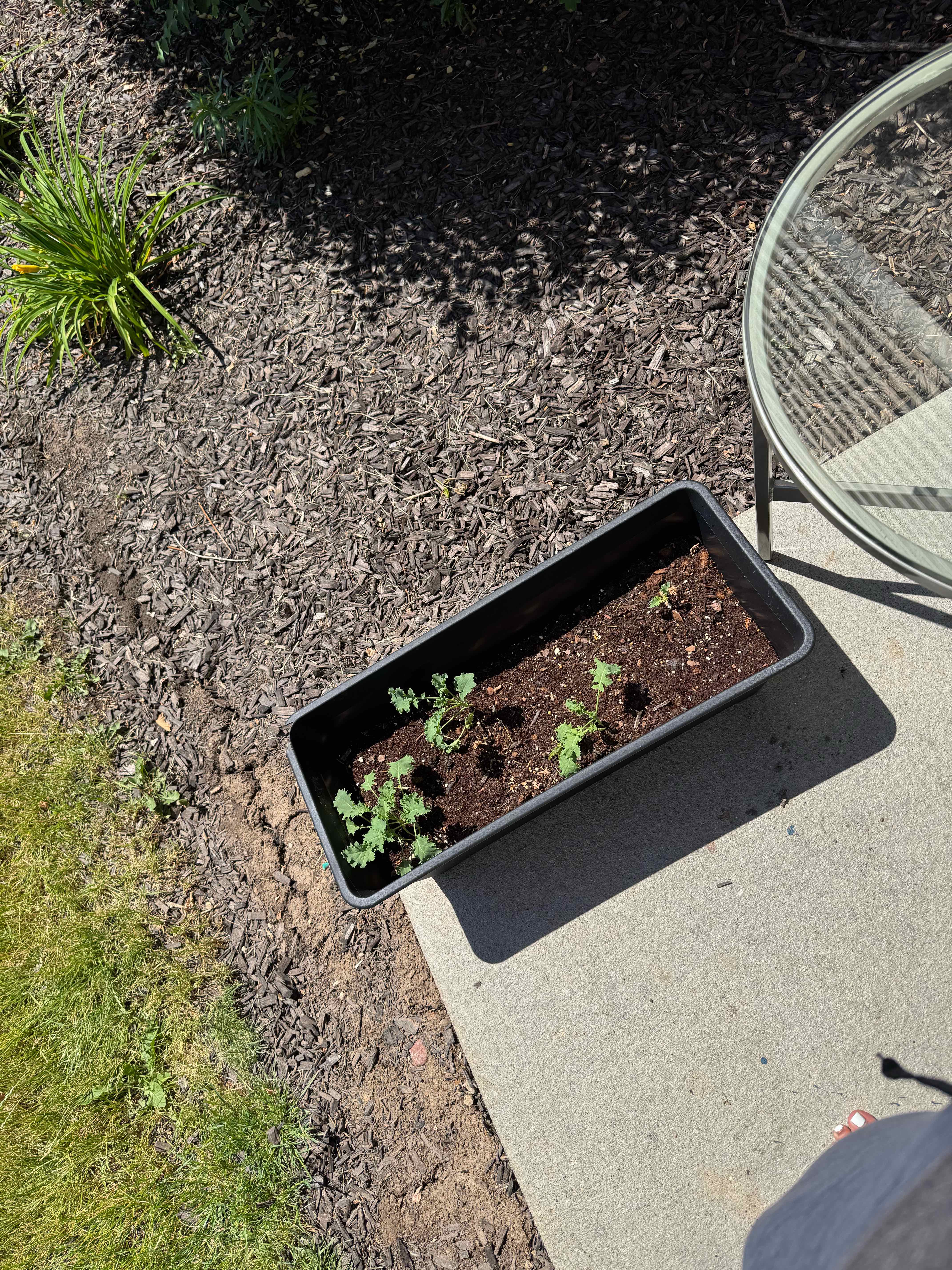 Photo of the plant species Vates Blue Curled Kale by @naigardensnow named Curly Q on Greg, the plant care app