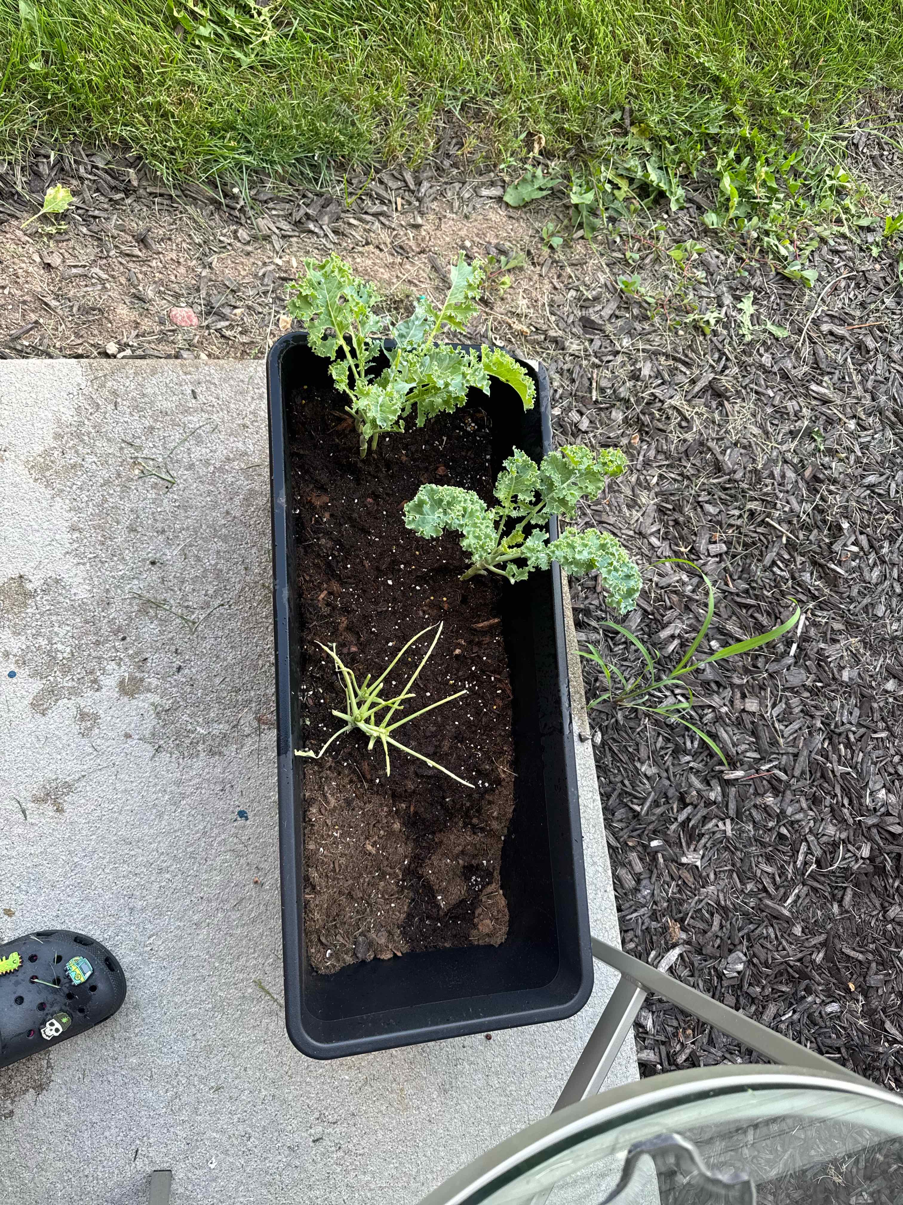 Photo of the plant species Vates Blue Curled Kale by @naigardensnow named Curly Q on Greg, the plant care app