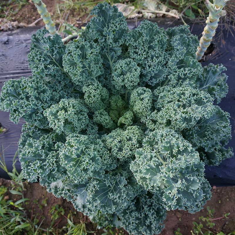 Photo of the plant species Vates Blue Curled Kale by @naigardensnow named Curly Q on Greg, the plant care app