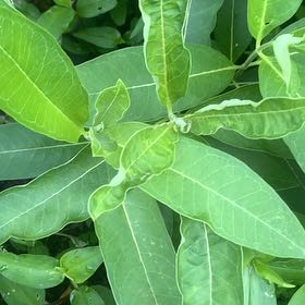 Photo of the plant species American Pokeweed by @HypersonicAgave named Kesha on Greg, the plant care app