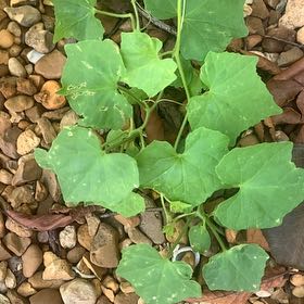 Photo of the plant species Creeping Cucumber by @HypersonicAgave named Dax on Greg, the plant care app
