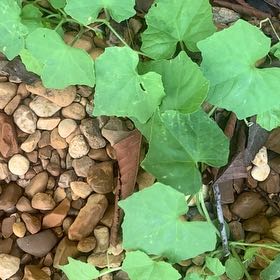 Photo of the plant species Creeping Cucumber by @HypersonicAgave named Navajo on Greg, the plant care app