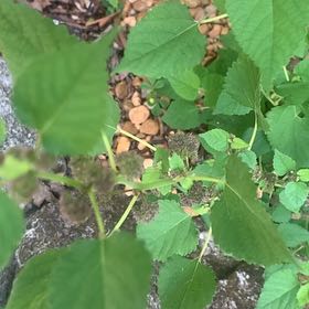 Photo of the plant species Crabweed by @HypersonicAgave named Sanders on Greg, the plant care app