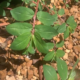 Photo of the plant species Hyssopleaf Sandmat by @HypersonicAgave named Prince on Greg, the plant care app