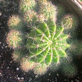 Photo of the plant species Argentine Giant by @HypersonicAgave named Emerson on Greg, the plant care app