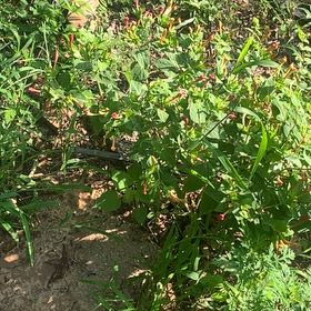 Photo of the plant species Marvel of Peru by @HypersonicAgave named Messi on Greg, the plant care app