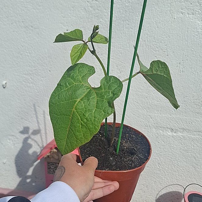 Photo of the plant species Common Bean by @ClassyRosea98 named Madonna on Greg, the plant care app