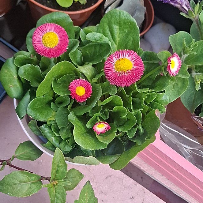 Photo of the plant species Daisy by @ClassyRosea98 named Doja Cat on Greg, the plant care app