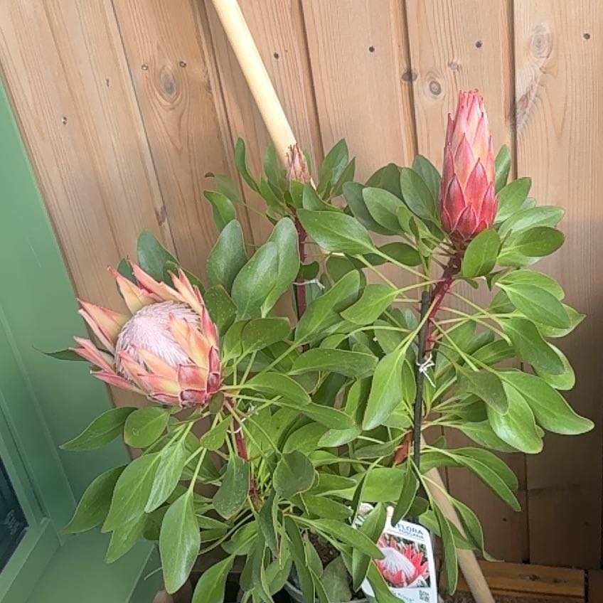 Photo of the plant species King Protea by @Heku named Hemingway on Greg, the plant care app