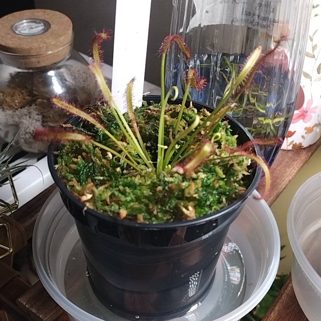 Photo of the plant species Red Cape Sundew by @MellowMira63 named Keanu Leaves on Greg, the plant care app