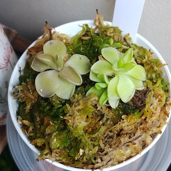 Photo of the plant species Pinguicula Pirouette by @MellowMira63 named Kardashian on Greg, the plant care app