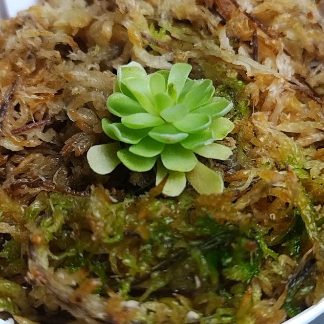 Photo of the plant species Mexican Butterwort by @MellowMira63 named Miley on Greg, the plant care app
