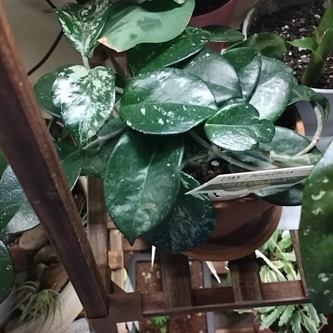 Photo of the plant species Carnosa Freckles Splash by @MellowMira63 named Dolores on Greg, the plant care app
