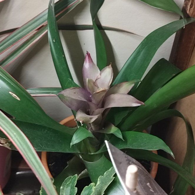 Photo of the plant species Darth Vader Bromiliad by @MellowMira63 named Tree Diddy on Greg, the plant care app