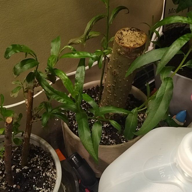 Photo of the plant species Weeping Willow Bonsai Tree by @MellowMira63 named Morgan Treeman on Greg, the plant care app