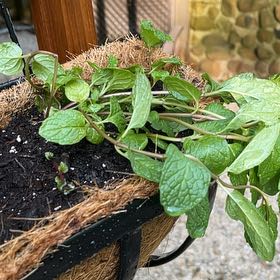 Photo of the plant species Mojito Mint by @BusyTawapou74 named Orwell on Greg, the plant care app