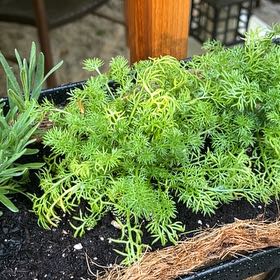 Photo of the plant species Chamomile by @BusyTawapou74 named Oscar on Greg, the plant care app