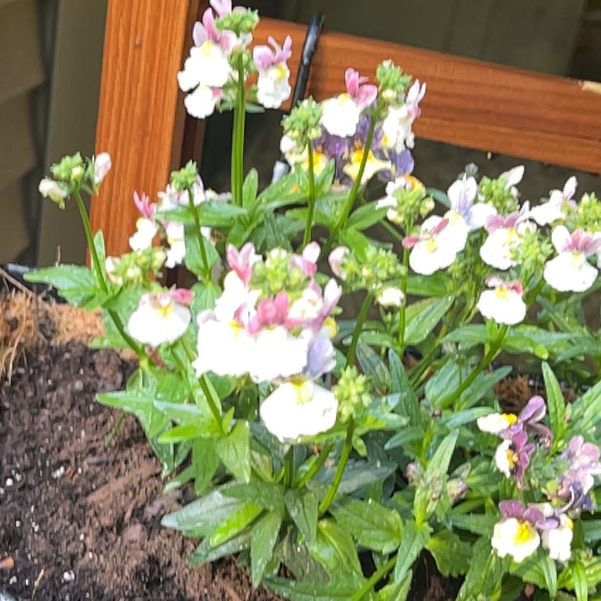 Photo of the plant species Nemesia Fruiticans by @BusyTawapou74 named Tolkien on Greg, the plant care app