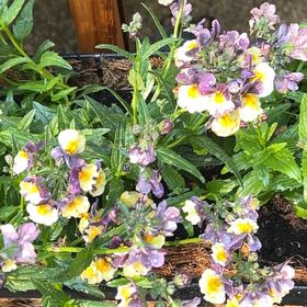 Photo of the plant species Nemesia Fruiticans by @BusyTawapou74 named Bigleef Smalls on Greg, the plant care app