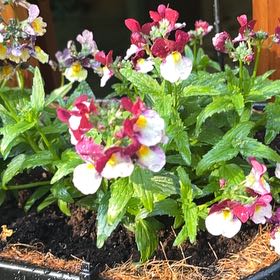 Photo of the plant species Nemesia Fruiticans by @BusyTawapou74 named Lola on Greg, the plant care app