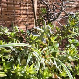 Photo of the plant species Sea Sandwort by @TotalWhitecedar named ChloroPhil on Greg, the plant care app