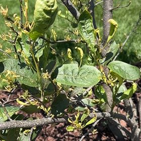 Photo of the plant species Bitterberry by @BossTukauki29 named Girlfrond on Greg, the plant care app