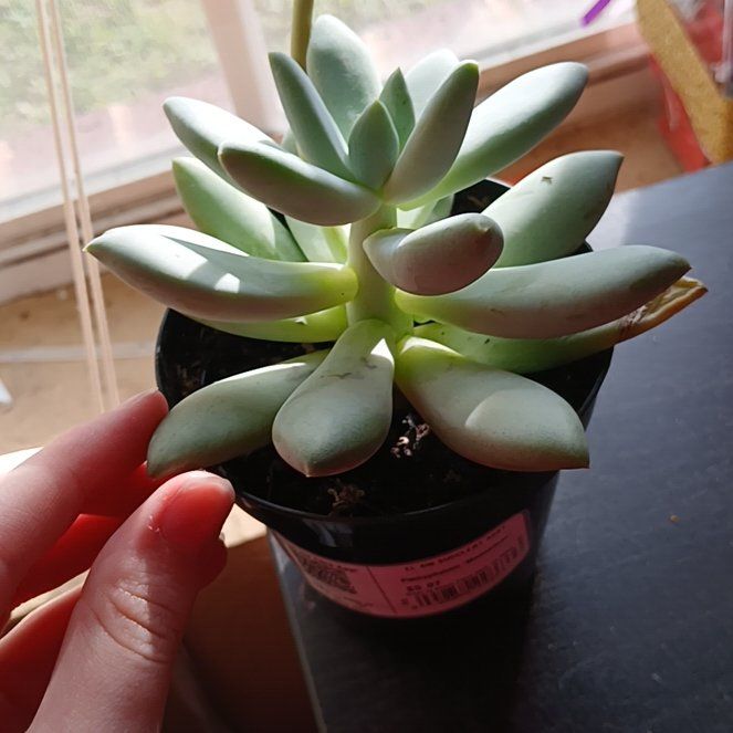 Photo of the plant species Pachyphytum 'Moon Silver' by @WinOtanthus57 named Cornelius on Greg, the plant care app