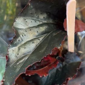 Photo of the plant species Black Magic by @LadyTropical33 named Aria on Greg, the plant care app