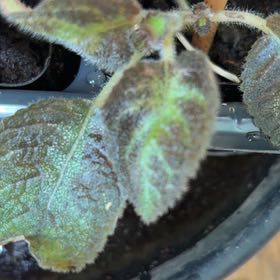Photo of the plant species Flame Violet by @LadyTropical33 named Gregarious on Greg, the plant care app
