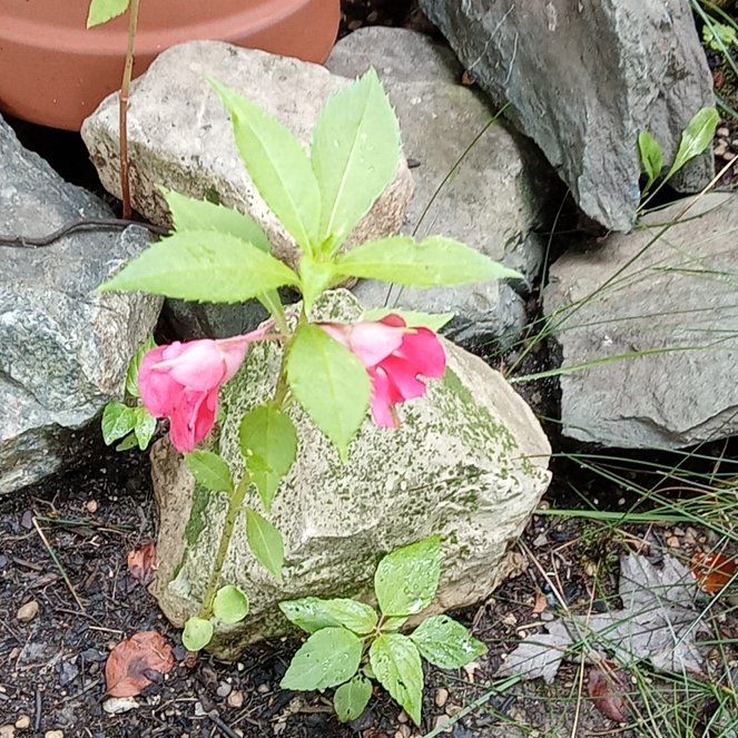 Photo of the plant species Balsam by @SugarPipevine86 named Girlfrond on Greg, the plant care app
