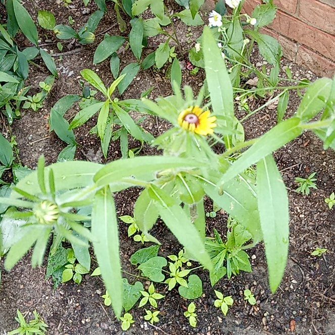 Photo of the plant species Peruvian Zinnia by @SugarPipevine86 named Eva on Greg, the plant care app