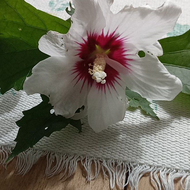 Photo of the plant species Korean Hibiscus by @SugarPipevine86 named Queen on Greg, the plant care app