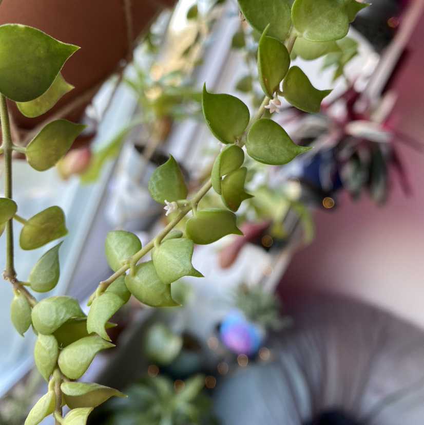 Million Hearts plant with small, heart-shaped leaves indoors, other plants in background.