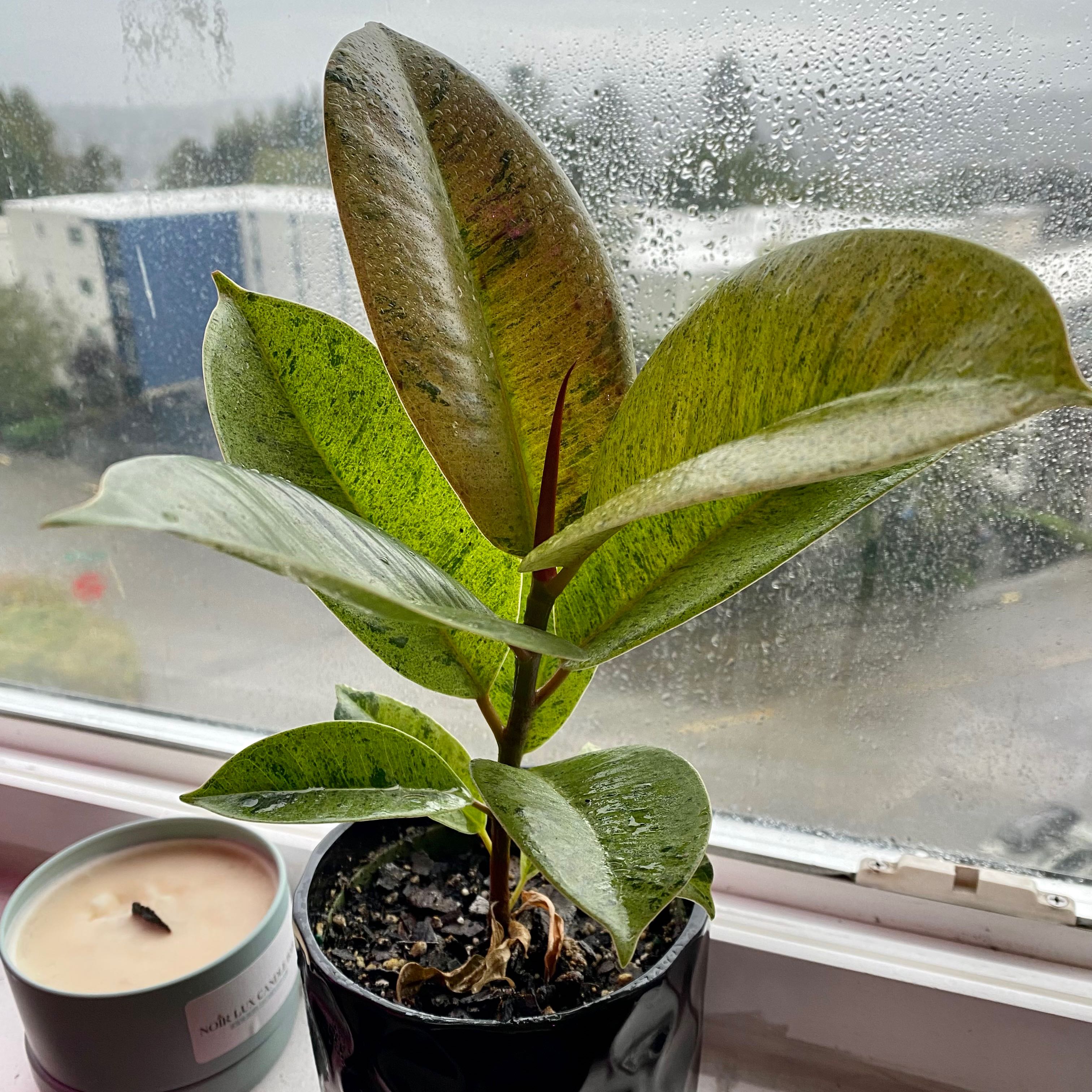 Ficus elastica 'Shivereana' plant on a windowsill with visible soil and some leaf browning.