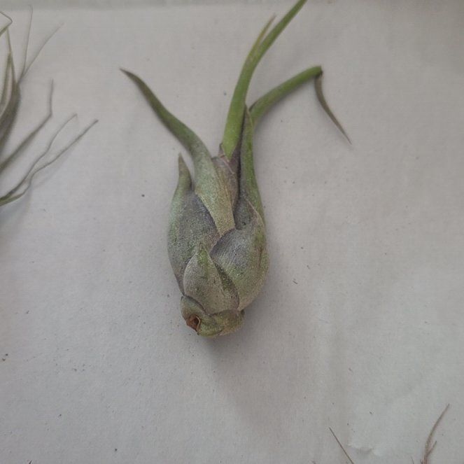Photo of the plant species Potbelly Air Plant by @ClearAgboy50 named Sonora on Greg, the plant care app