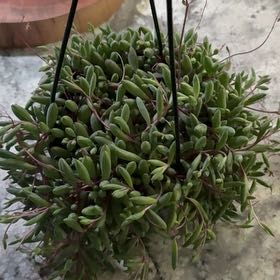 Photo of the plant species Senecio herreanus 'Purple Flush' by @CutePilea96 named Duke on Greg, the plant care app