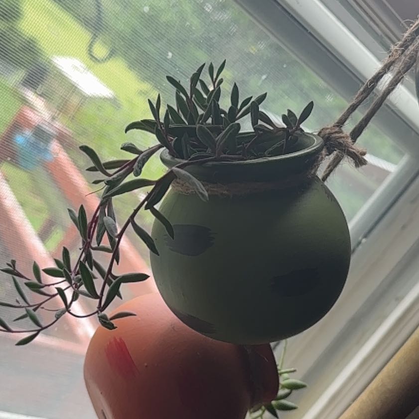 Photo of the plant species ruby necklace by @ProOakfern85 named Einstein on Greg, the plant care app