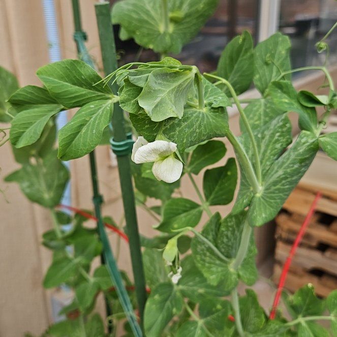 Photo of the plant species Peas by @TidyAster95 named Wall-E on Greg, the plant care app