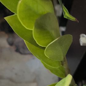 Photo of the plant species Gullfeed by @ExactKaro1 named Winston on Greg, the plant care app