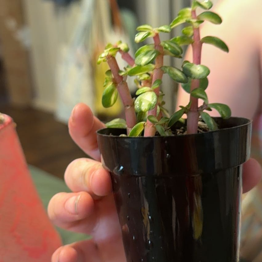 Photo of the plant species Kaleidoscope Orchid by @PrettyFrogbit15 named Keanu Leaves on Greg, the plant care app