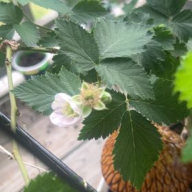 Photo of the plant species Armenian Blackberry by @AceSiricote85 named BlackBerry on Greg, the plant care app