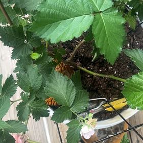 Photo of the plant species Armenian Blackberry by @AceSiricote85 named Naomi on Greg, the plant care app