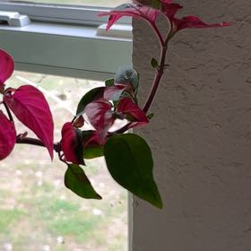 Photo of the plant species Party Time Alternanthera by @Ninny named Gaga on Greg, the plant care app