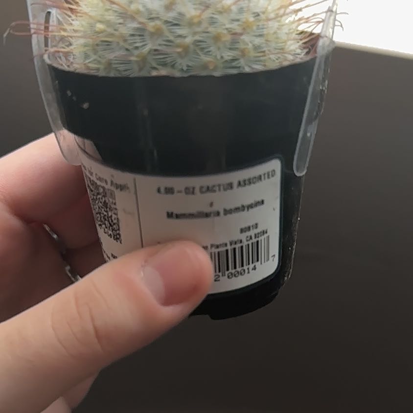 Photo of the plant species Silken Pincushion Cactus by @MeekAirplant95 named Snowflake on Greg, the plant care app