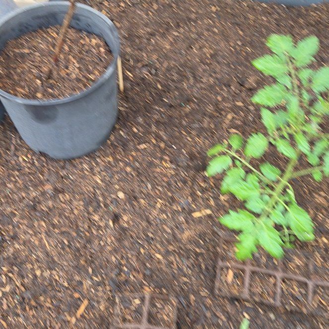 Photo of the plant species Niagara Grape Vine by @HotTigerfern10 named Bruce Lee on Greg, the plant care app