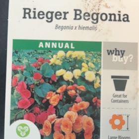 Photo of the plant species Rieger Begonia by @KeyCobnut98 named Begonia yr on Greg, the plant care app