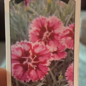 Photo of the plant species Dianthus by @KeyCobnut98 named Marilyn on Greg, the plant care app