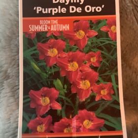 Photo of the plant species Daylily by @KeyCobnut98 named Daylily Purple De Oro on Greg, the plant care app