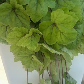 Photo of the plant species Coral Bells by @KeyCobnut98 named Lola on Greg, the plant care app