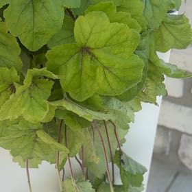 Photo of the plant species Coral Bells by @KeyCobnut98 named Kesha on Greg, the plant care app